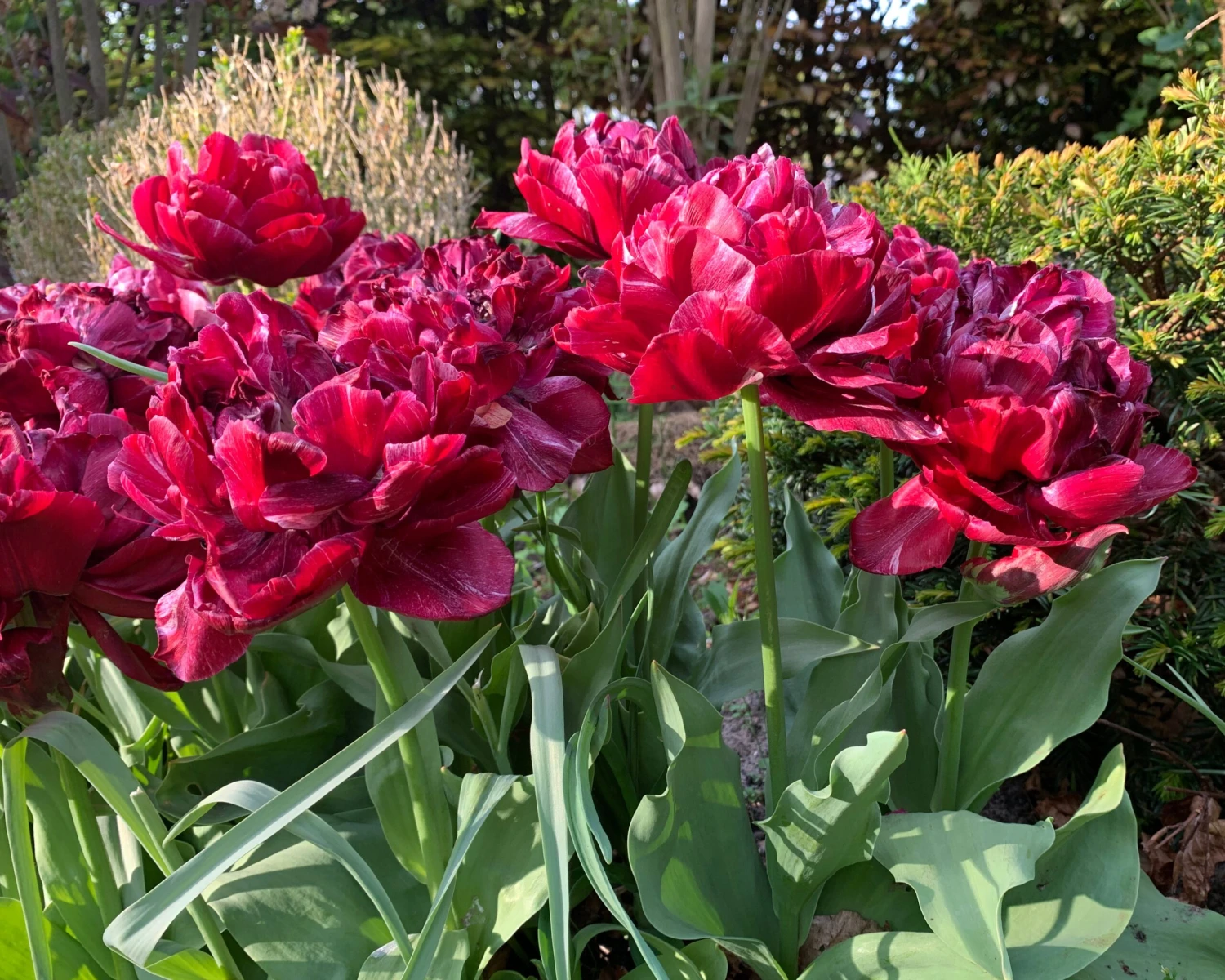 Tulip 'Nachtwacht' 7 Tulip 'Nachtwacht' - Image 7