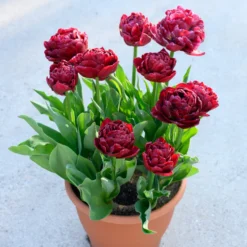 Tulip 'Nachtwacht' 15 Tulip 'Nachtwacht' -Cheap Ethereal Yard Store tulip nachtwacht 1 scaled