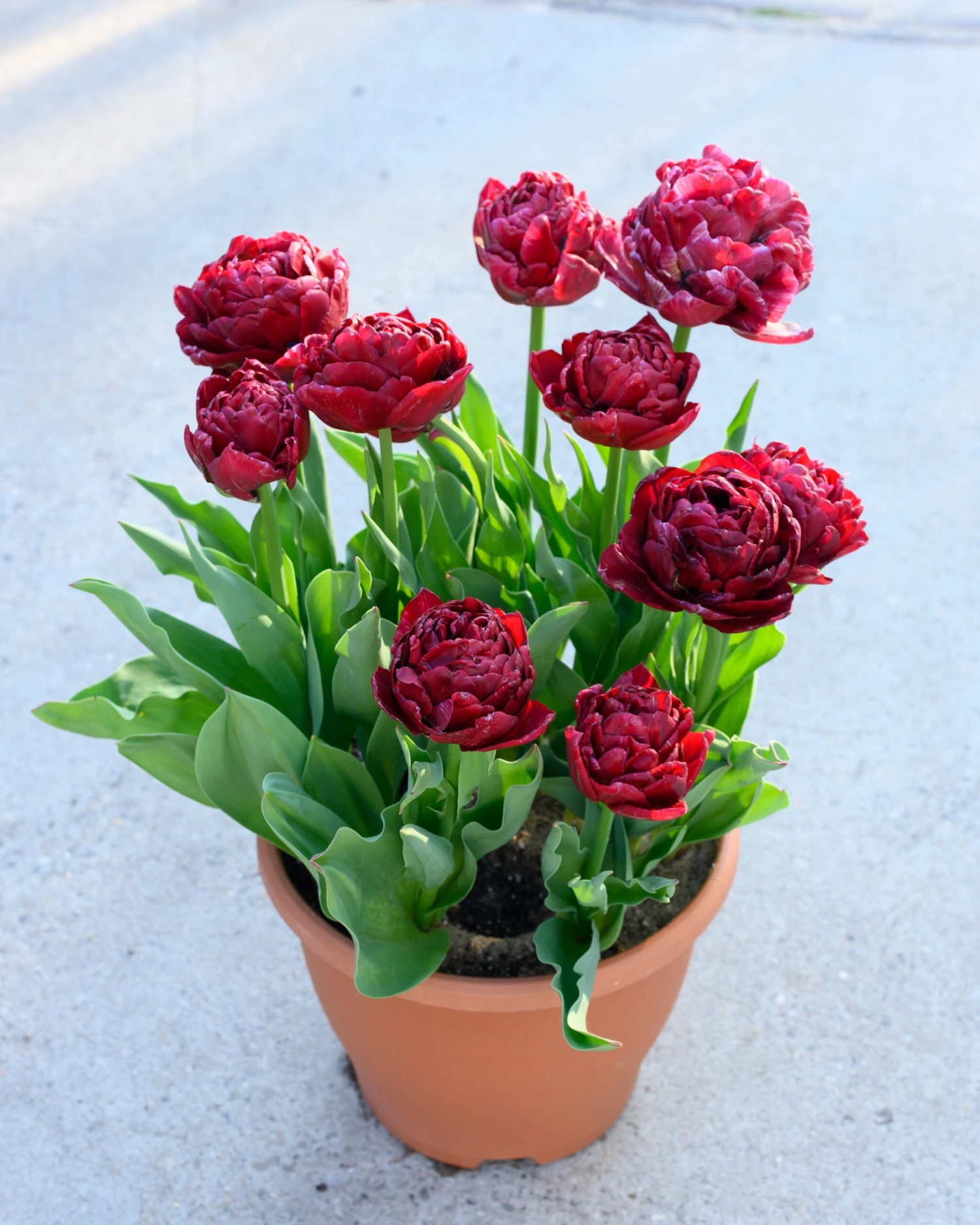 Tulip 'Nachtwacht' 6 Tulip 'Nachtwacht' - Image 6