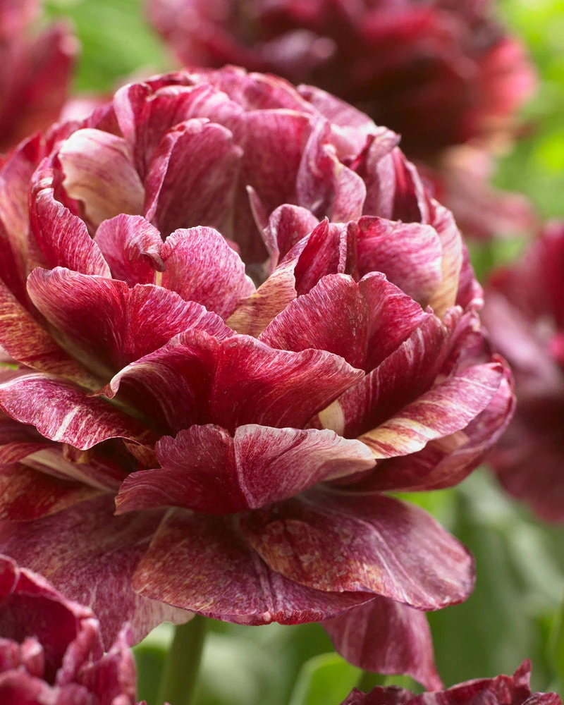 Tulip 'Nachtwacht' 1 Tulip 'Nachtwacht'