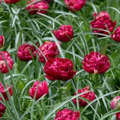 Tulip 'Nachtwacht' 14 Tulip 'Nachtwacht' -Cheap Ethereal Yard Store tulip nachtwacht 4 scaled