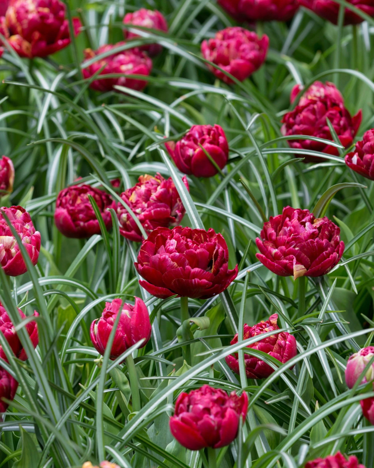 Tulip 'Nachtwacht' 5 Tulip 'Nachtwacht' - Image 5