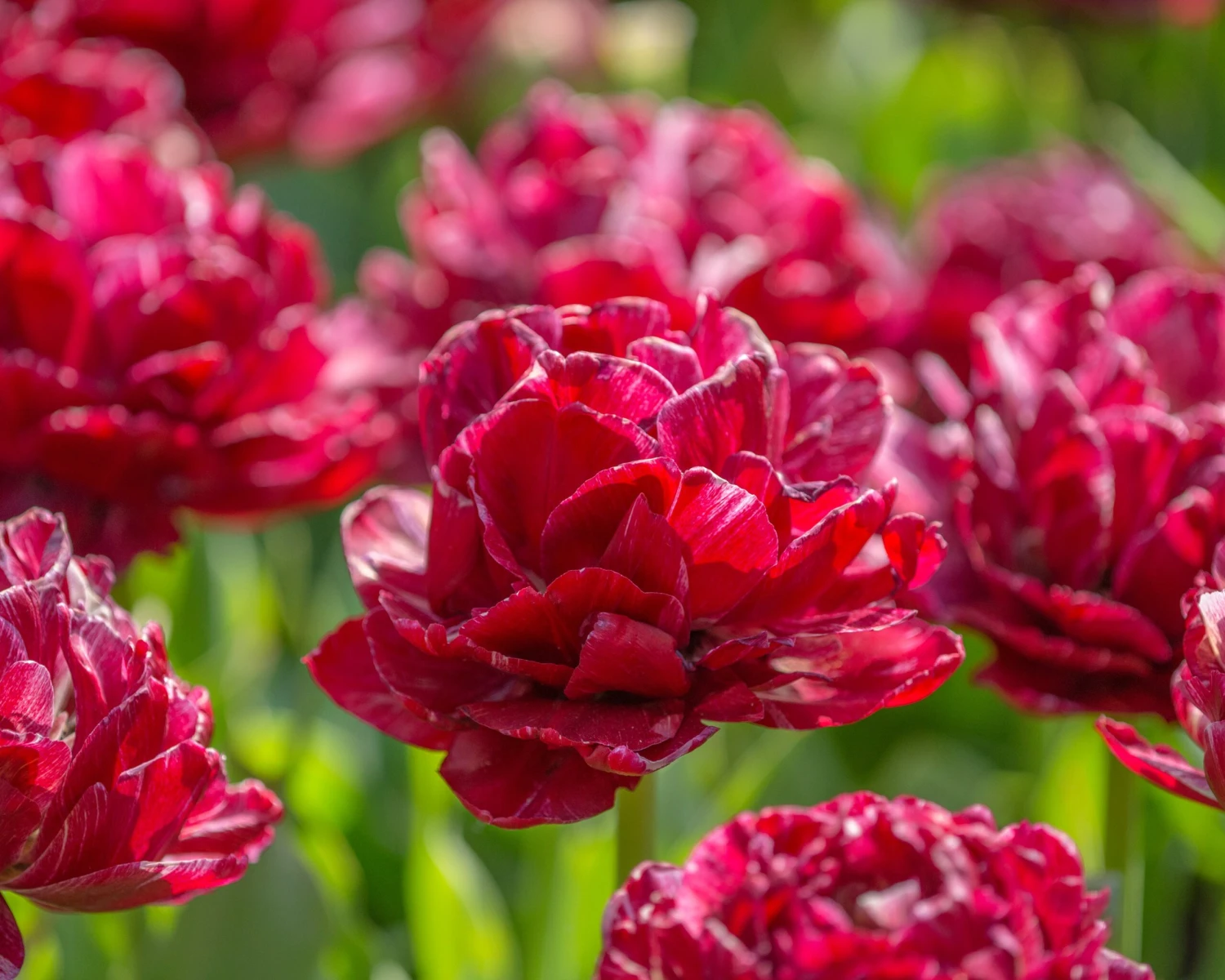 Tulip 'Nachtwacht' 8 Tulip 'Nachtwacht' - Image 8