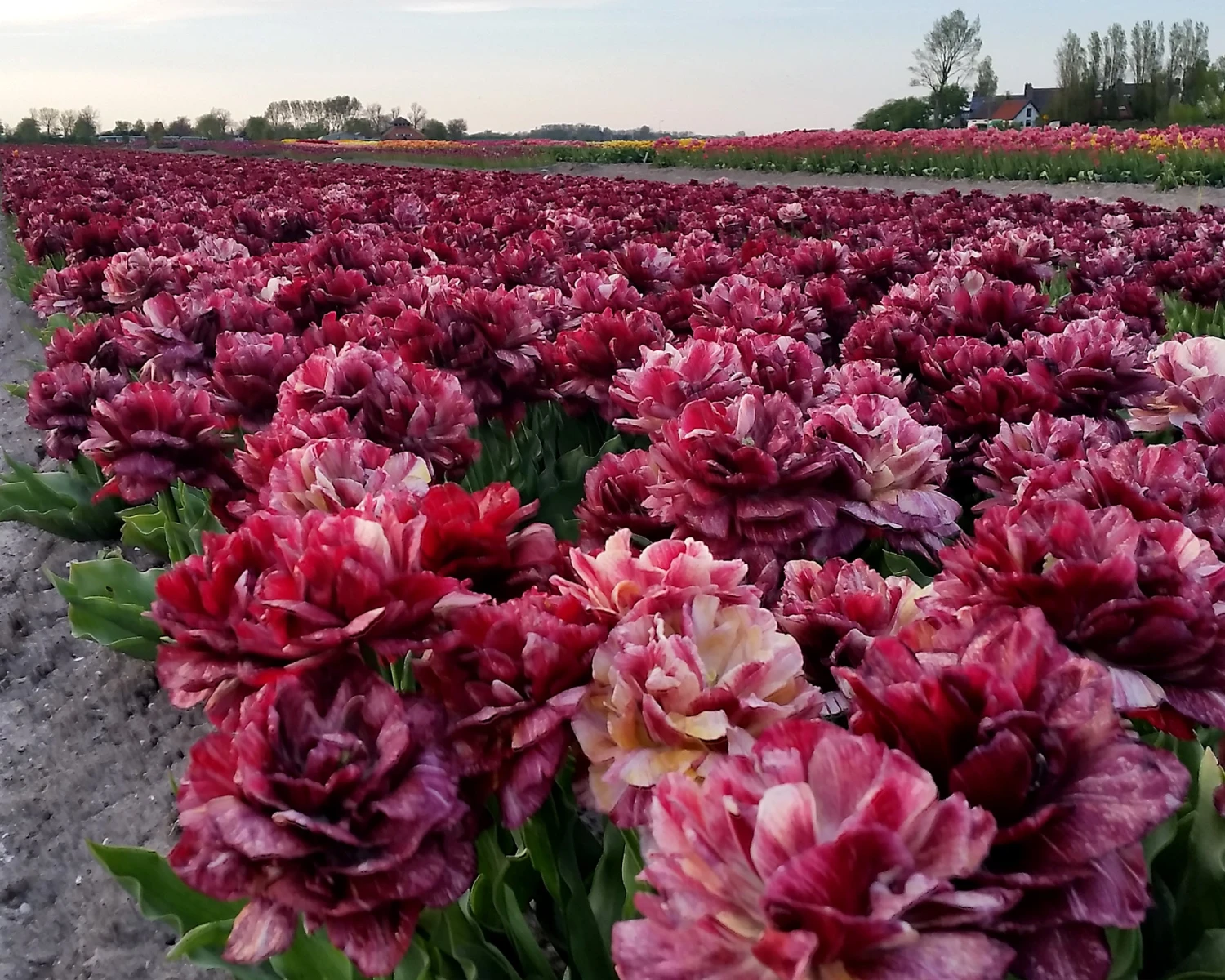 Tulip 'Nachtwacht' 2 Tulip 'Nachtwacht' - Image 2