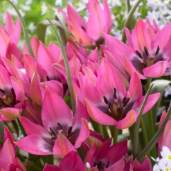 Tulip 'Norah' -Cheap Ethereal Yard Store tulip norah 3