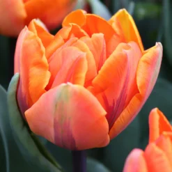 Tulip 'Orange Princess' -Cheap Ethereal Yard Store tulip orange princess 0