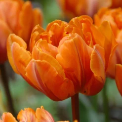 Tulip 'Orange Princess' -Cheap Ethereal Yard Store tulip orange princess 1