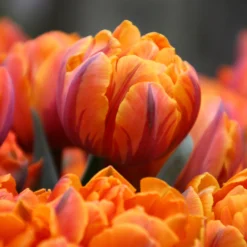 Tulip 'Orange Princess'