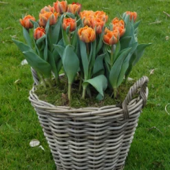 Tulip 'Orange Princess' -Cheap Ethereal Yard Store tulip orange princess 3