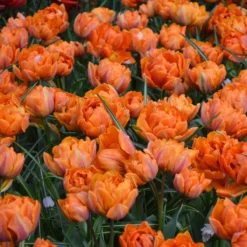Tulip 'Orange Princess' -Cheap Ethereal Yard Store tulip orange princess 4