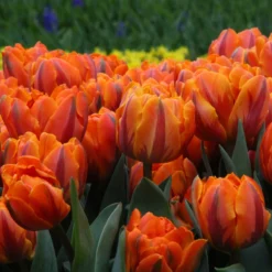 Tulip 'Orange Princess' -Cheap Ethereal Yard Store tulip orange princess 4 24133a77 3ad0 470e b124 6dbdcc979c65