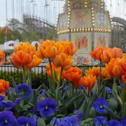 Tulip 'Orange Princess' -Cheap Ethereal Yard Store tulip orange princess 5