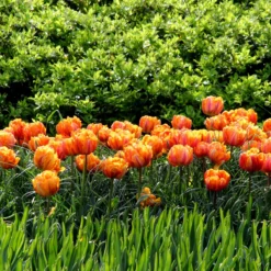 Tulip 'Orange Princess' -Cheap Ethereal Yard Store tulip orange princess 7