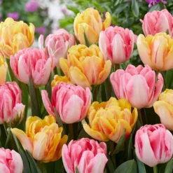 Tulip Collection 'Peach Passion' -Cheap Ethereal Yard Store tulip peach passion 2