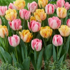 Tulip Collection 'Peach Passion' -Cheap Ethereal Yard Store tulip peach passion 3