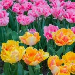 Tulip Collection 'Peach Passion' -Cheap Ethereal Yard Store tulip peach passion 4 scaled