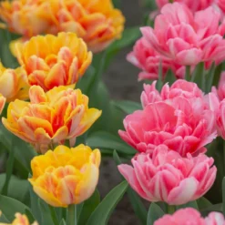 New Products -Cheap Ethereal Yard Store tulip peach passion 5 scaled