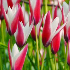Tulip 'Peppermint Stick' -Cheap Ethereal Yard Store tulip peppermint stick 3