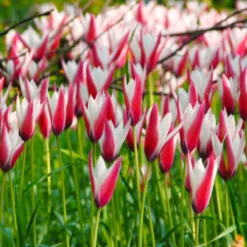 Tulip 'Peppermint Stick' -Cheap Ethereal Yard Store tulip peppermint stick 4 scaled