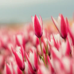 Tulip 'Peppermint Stick' -Cheap Ethereal Yard Store tulip peppermint stick 5 scaled