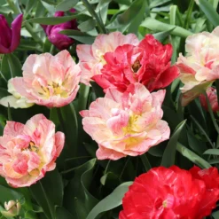 Tulip 'Peptalk' -Cheap Ethereal Yard Store tulip peptalk 00