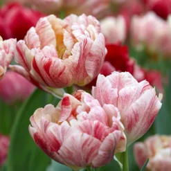 Tulip 'Peptalk' -Cheap Ethereal Yard Store tulip peptalk 1