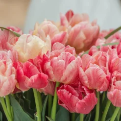 Tulip 'Peptalk' -Cheap Ethereal Yard Store tulip peptalk 2 scaled