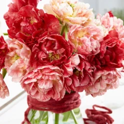 Tulip 'Peptalk' -Cheap Ethereal Yard Store tulip peptalk 3