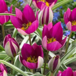 Tulip 'Persian Pearl'