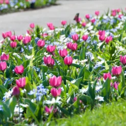 Tulip 'Persian Pearl' -Cheap Ethereal Yard Store tulip persian pearl 3