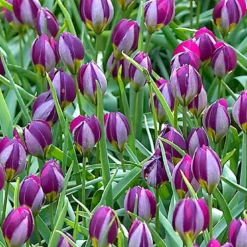 Tulip 'Persian Pearl' -Cheap Ethereal Yard Store tulip persian pearl 4