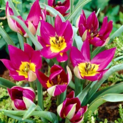 Tulip 'Persian Pearl' -Cheap Ethereal Yard Store tulip persian pearl 5