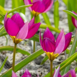 Tulip 'Persian Pearl' -Cheap Ethereal Yard Store tulip persian pearl 6