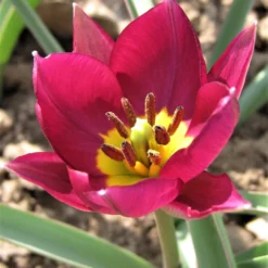Tulip 'Persian Pearl' -Cheap Ethereal Yard Store tulip persian pearl 7
