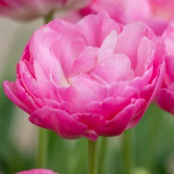 Tulip 'Pink Size' -Cheap Ethereal Yard Store tulip pink size 1