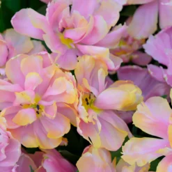 Tulip 'Pink Star' -Cheap Ethereal Yard Store tulip pink star 1 scaled