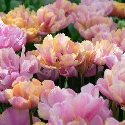 Tulip 'Pink Star' -Cheap Ethereal Yard Store tulip pink star 3