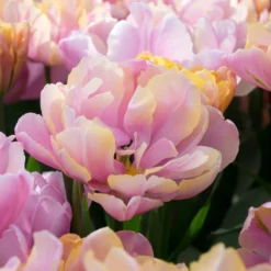 New Products -Cheap Ethereal Yard Store tulip pink star 5