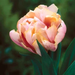Tulip 'Pink Star' -Cheap Ethereal Yard Store tulip pink star 6