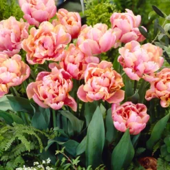 Tulip 'Pink Star' -Cheap Ethereal Yard Store tulip pink star 7