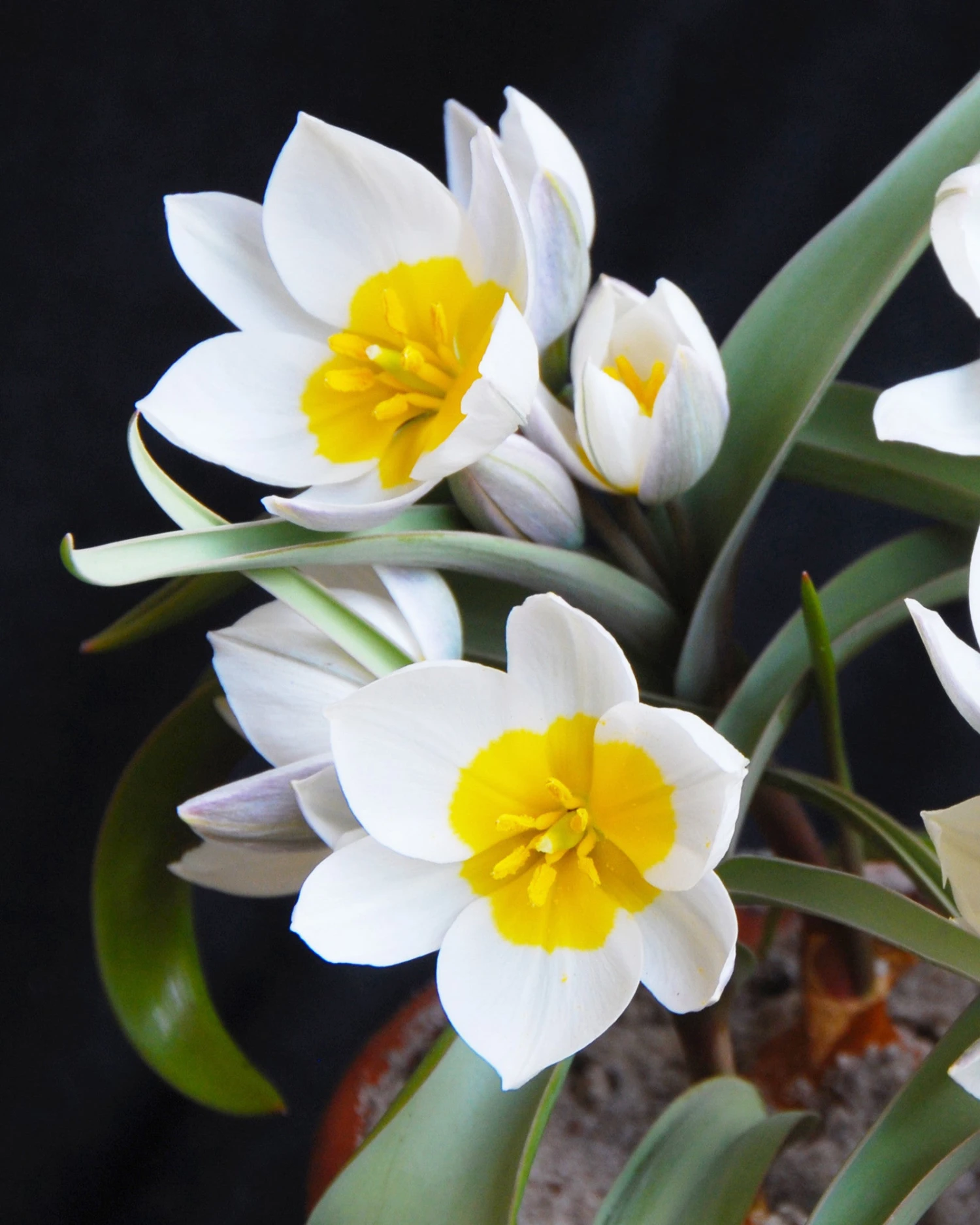 Tulip 'Polychroma' 1 Tulip 'Polychroma'