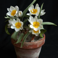 Tulip 'Polychroma' 12 Tulip 'Polychroma' -Cheap Ethereal Yard Store tulip polychroma 2