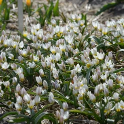 Tulip 'Polychroma' 10 Tulip 'Polychroma' -Cheap Ethereal Yard Store tulip polychroma 3 scaled