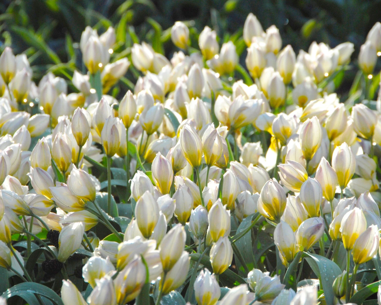 Tulip 'Polychroma' 2 Tulip 'Polychroma' - Image 2