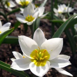 Tulip 'Polychroma' 13 Tulip 'Polychroma' -Cheap Ethereal Yard Store tulip polychroma 5