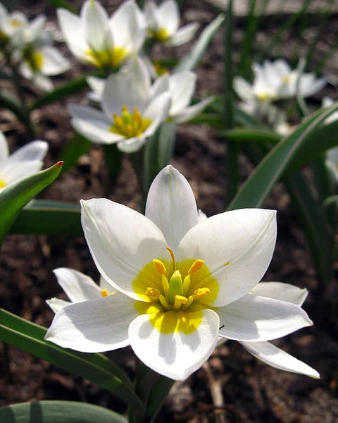 Tulip 'Polychroma' 7 Tulip 'Polychroma' - Image 7