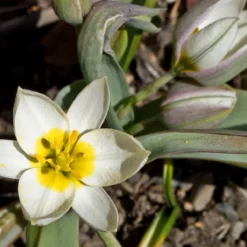 Tulip 'Polychroma' 11 Tulip 'Polychroma' -Cheap Ethereal Yard Store tulip polychroma 6