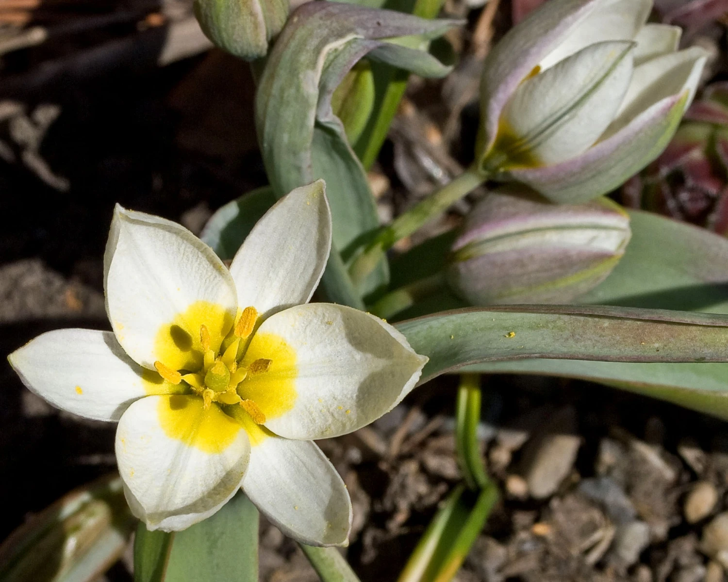 Tulip 'Polychroma' 5 Tulip 'Polychroma' - Image 5