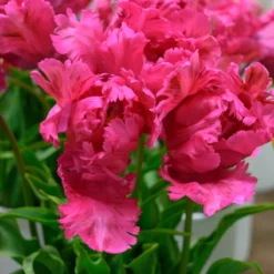 Tulip 'Power Parrot' 6 Tulip 'Power Parrot' -Cheap Ethereal Yard Store tulip power parrot 4 scaled