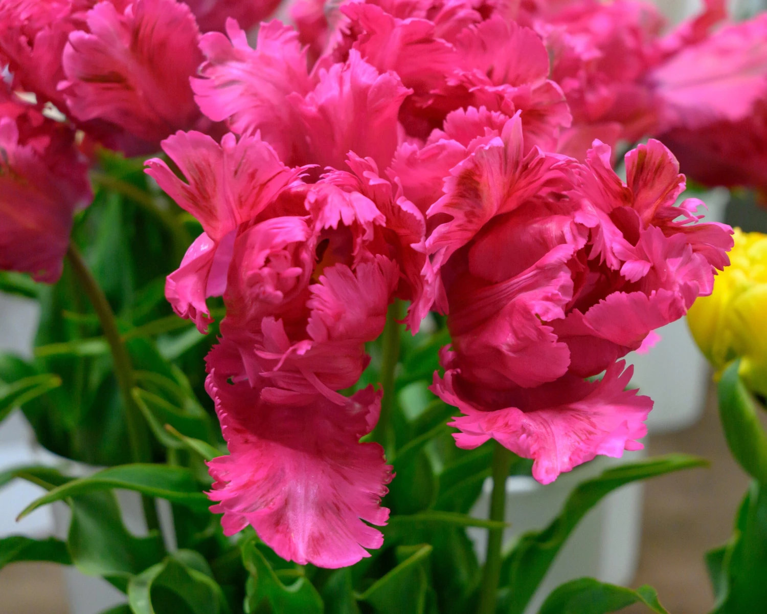 Tulip 'Power Parrot' 3 Tulip 'Power Parrot' - Image 3